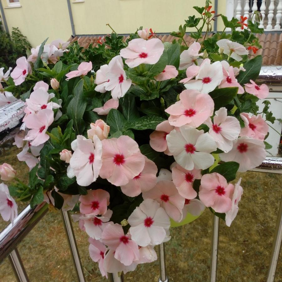 Mendula Apartment ปาโกชตาเน ภายนอก รูปภาพ